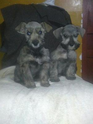 Cachoros Snauser Plata Llamar .