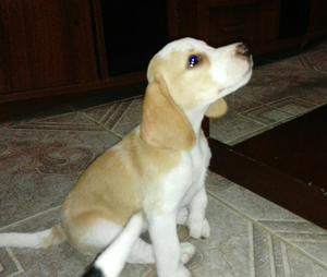 Cachorra Beagle Bicolor