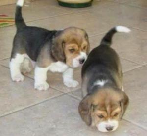 Cachorritos Beagle Vacunados