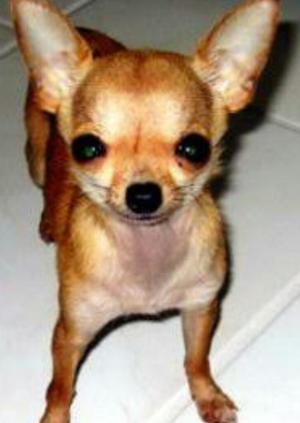 Cachorritos Chihuahuas Minitoy Vacunados