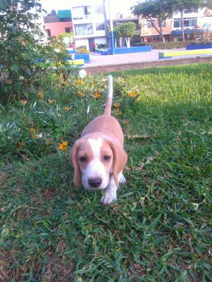 Cachorro Beagle Beaggle Mamá Pedigrí