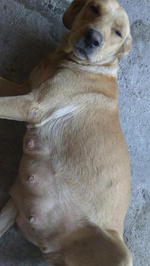 Cachorro Labradores Nacen El 9 Mayo