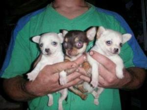 Cachorros Chihuahua Toy Machos Y Hembras