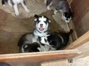 Cachorros Husky