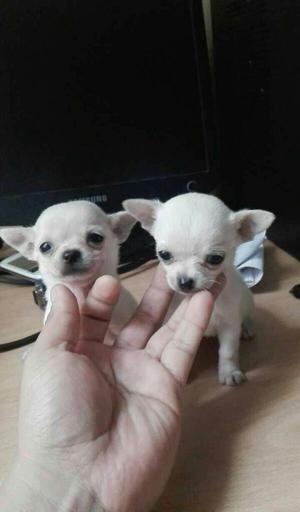 Chihuahuas Toys Blancos