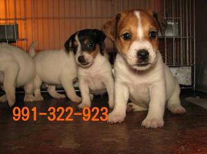 Jack Russell Terrier Argentinos