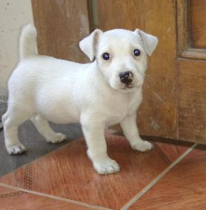 LINDA JACK RUSSELL