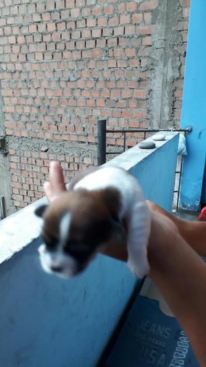 Se Vende Perritos Pequinez