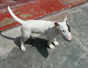 Vendo Cachorro Bullterrier