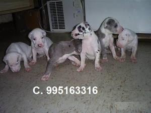 a la venta bellos gran danes cachorros vacunados envio a