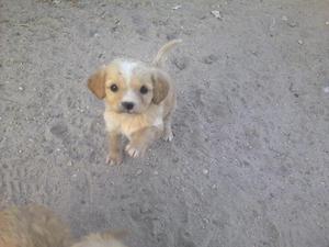 cachorros cocker