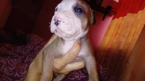 en Venta Cachorro Pitbull