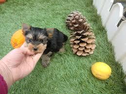 yorkshire terrier toy