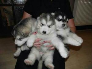 Alaska Malamute Bellisimos Cachorritos