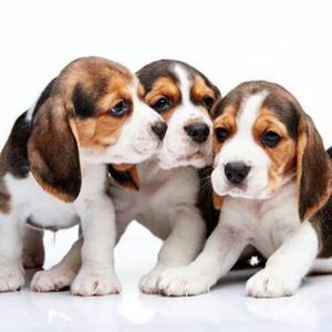 Beagles Adopción