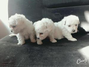 Bichon Frise Hermosos