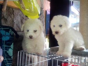 Bichon Frise Lindos Antialergicos