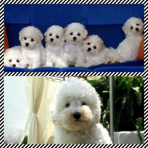 Bichon Frise Llamar a  Criadero