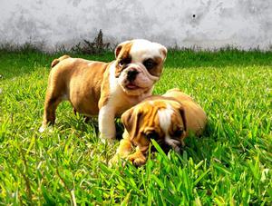 Bulldog Ingles Llamar  Criadero