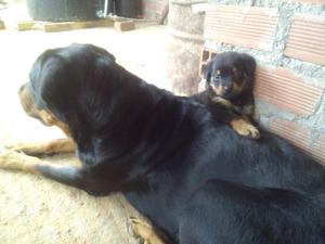 CACHORRO MACHO ROTTWEILER