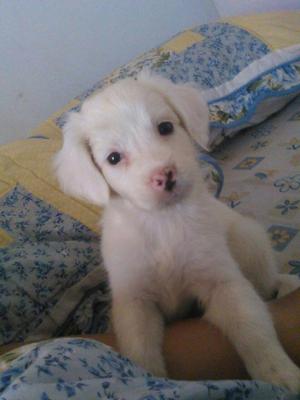 Cachorra Samoyedo