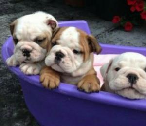 Cachorritos Bulldog Ingles con Pedigri