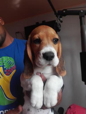 Cachorro Beagle