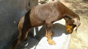 Cachorro Doberman