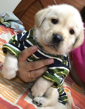 Cachorros Labradores