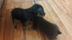 Cachorros Pinscher Miniatura