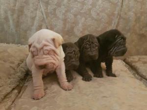 Camada Sharpei