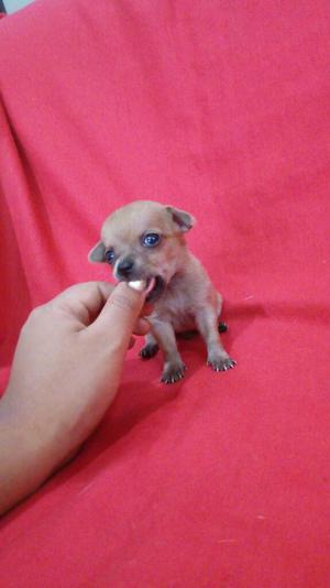 Chihuahua Mini Toy Macho Pedigri Plata