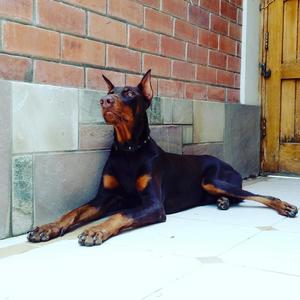 Hermoso Ejemplar Doberman