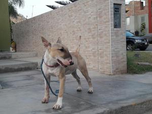 Ocasion Vendo Mi Perrita por Viaje