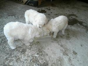 Perritos French Poodle