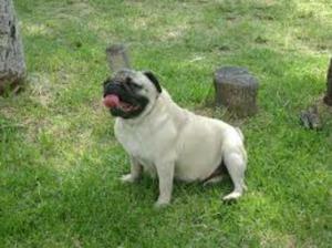 Pug Carlino