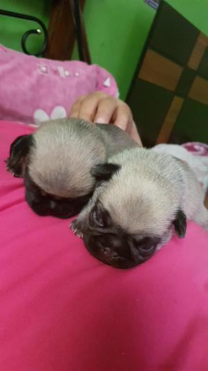 Pug Carlino Hembra Y Macho