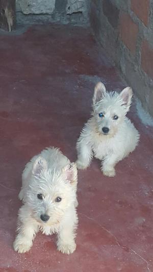 Sccothis Terrier