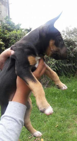 Vendo Bull Terrier