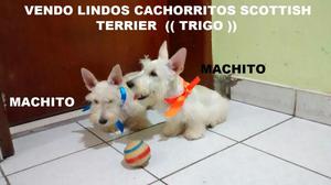 Vendo Preciosos Cachorritos Scottish Terrier ////// UN BELLO