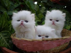 gatitos persa blancos ojos celeste doll face