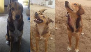 perros en adopcion