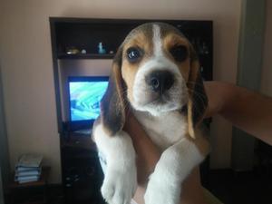 Adorable Cachorrita Beagle Disponible.