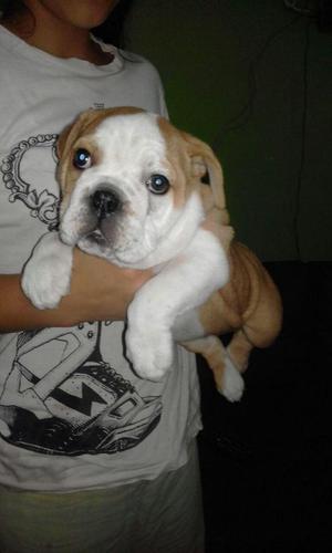 Bulldog Ingles Hembra