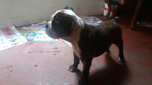 Bulldog Ingles Pedigree Plata