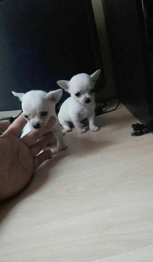 Cachorritos Chihuahuas Toys