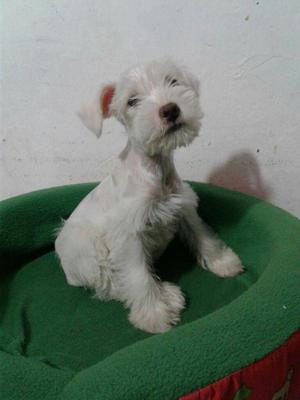 Cachorro Schnauzer Blanco