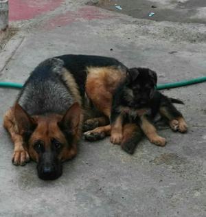 Cachorro en Venta