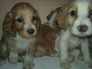 Cachorros Cocker Spaniel Padres Presente