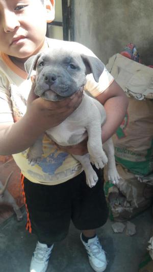 Cachorros Fusionbully de Mes Medio